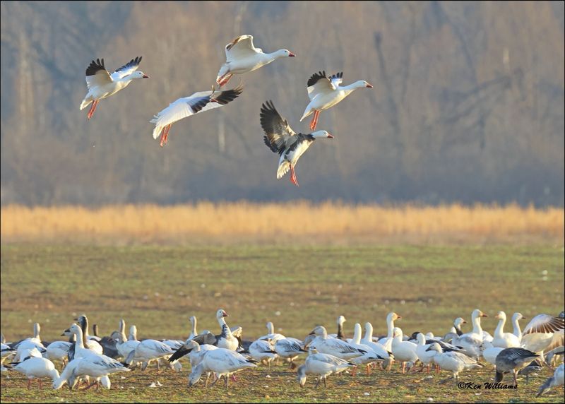 Snow Geese, Sequoyah NWR, OK, 2-21-2024_2164Dz.jpg