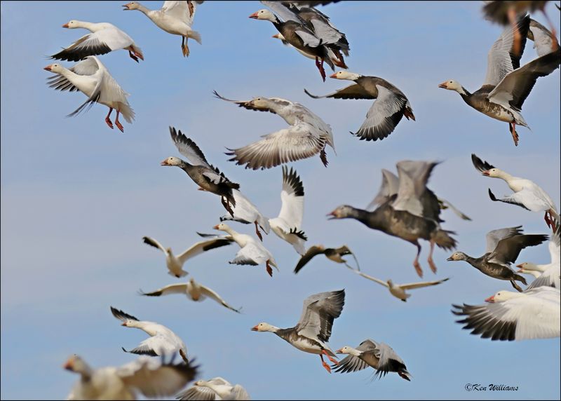 Snow Geese, Sequoyah NWR, OK, 2-21-2024_3094Dz.jpg