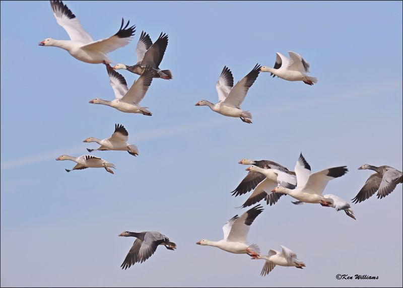 Snow Geese, Sequoyah NWR, OK, 2-21-2024_3831Dz.jpg