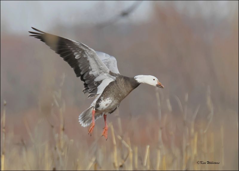 Snow Goose dark morph adult, Sequoyah NWR, OK, 2-21-2024_2667Dz.jpg