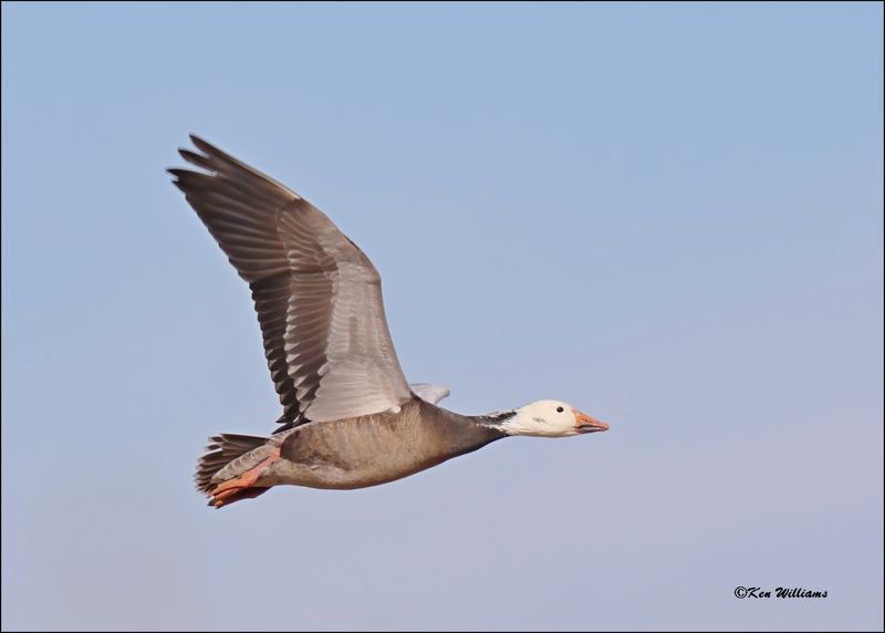 Snow Goose dark morph adult, Sequoyah NWR, OK, 2-21-2024_3402Dz.jpg