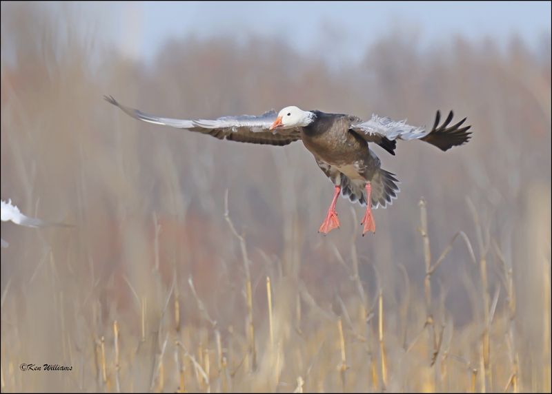 Snow Goose dark morph adult, Sequoyah NWR, OK, 2-21-2024_3596Dz.jpg