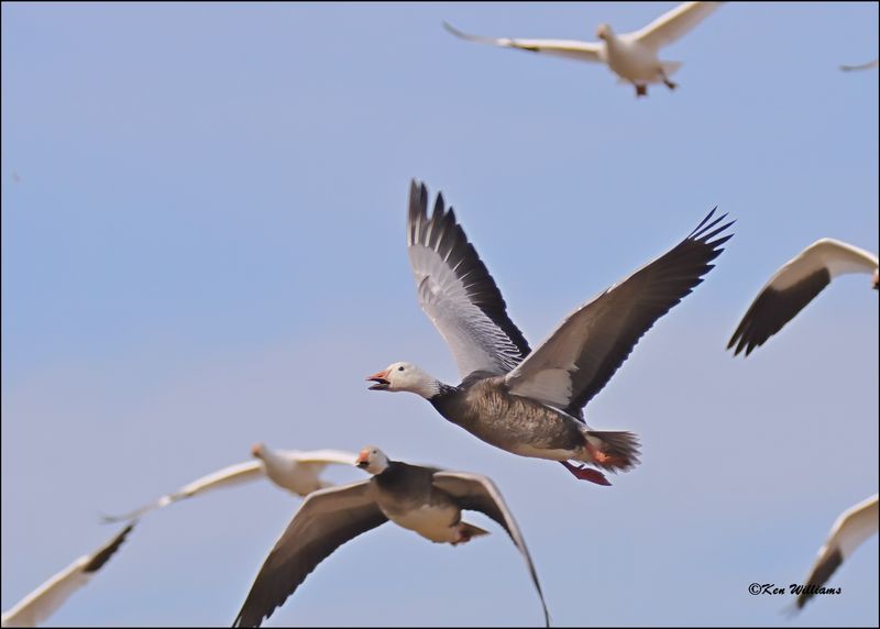 Snow Goose dark morph adult, Sequoyah NWR, OK, 2-21-2024_3840Dz.jpg