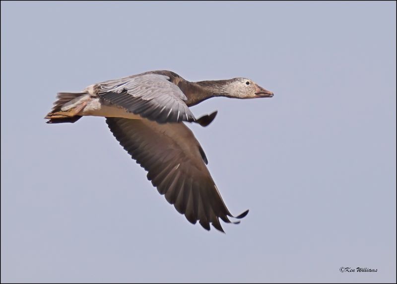 Snow Goose dark morph juveile, Sequoyah NWR, OK, 2-21-2024_3496Dz.jpg