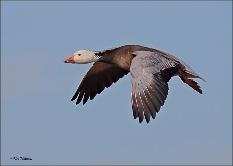 Snow Goose dark morph, Sequoyah NWR, OK, 2-21-2024_3516Dz.jpg