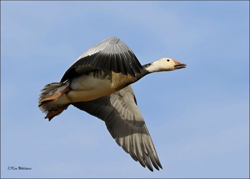 Snow Goose intermediate adult, Sequoyah NWR, OK, 2-21-2024_3158Dz.jpg