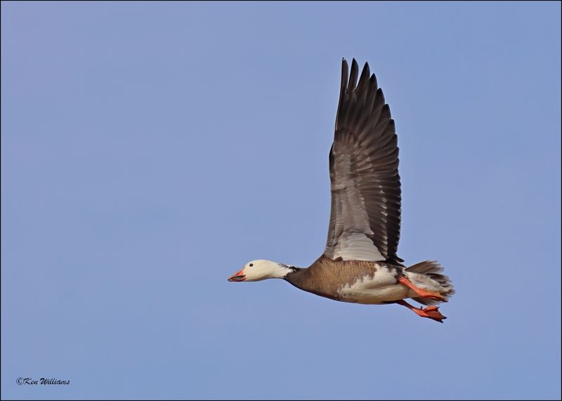 Snow Goose intermediate adult, Sequoyah NWR, OK, 2-21-2024_3221Dz.jpg