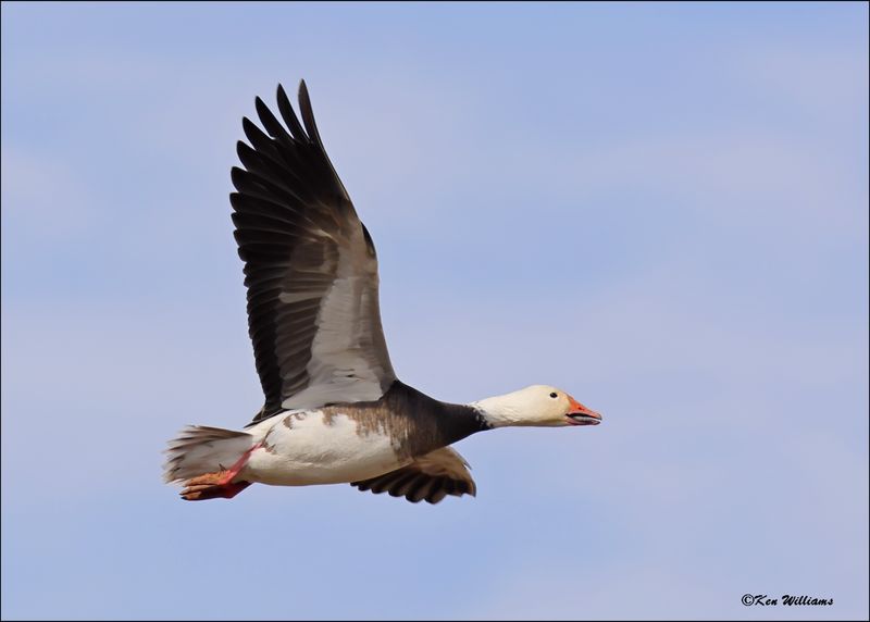 Snow Goose intermediate adult, Sequoyah NWR, OK, 2-21-2024_3682DZ.jpg