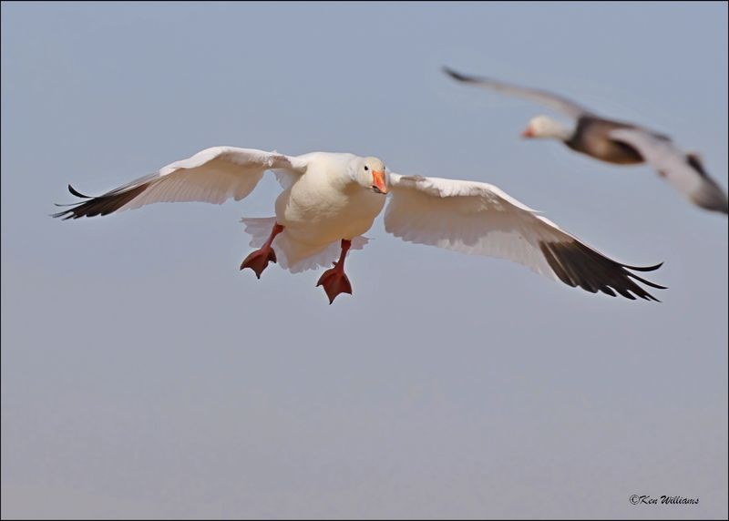 Snow Goose white morph adult, Sequoyah NWR, OK, 2-21-2024_3013Dz.jpg