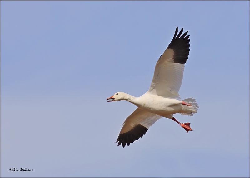 Snow Goose white morph adult, Sequoyah NWR, OK, 2-21-2024_3581Dz.jpg