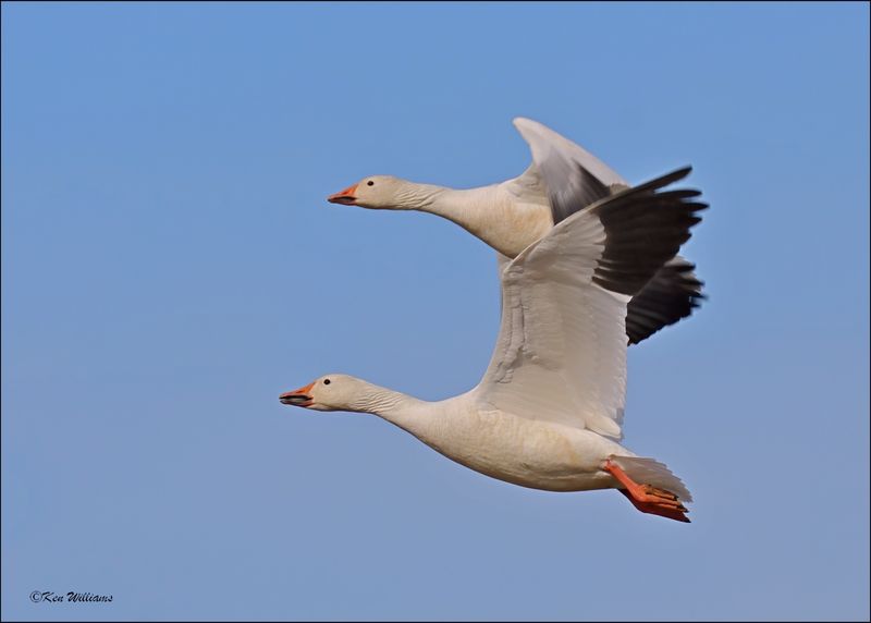 Snow Goose white morph adults, Sequoyah NWR, OK, 2-21-2024_3316Dz.jpg