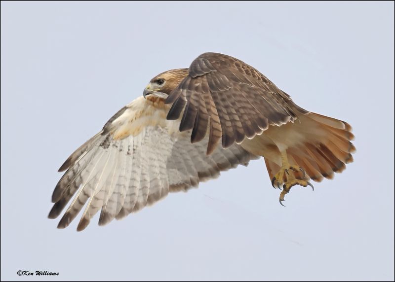 Red-tailed Hawk, Osage Co, OK_2-6-2024_1881Dz.jpg