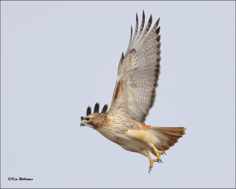 Red-tailed Hawk, Osage Co, OK_2-6-2024_1883Dz.jpg