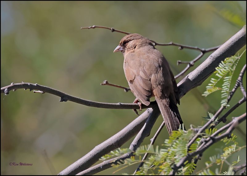Abert's Towhee, Sweetwater Wetlands, Tucson , AZ, 4-2-2024_8582z.jpg