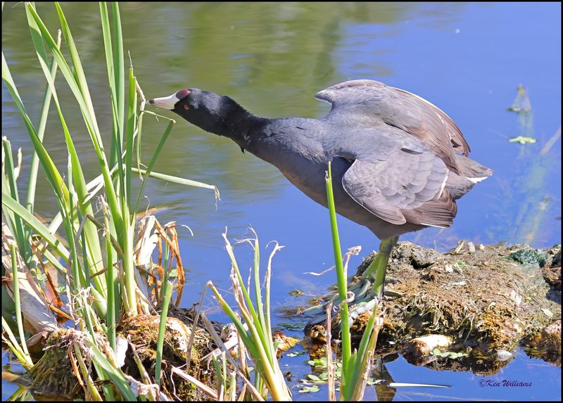 American Coot, Sweetwater Wetlands, Tucson , AZ, 4-2-2024_8454z.jpg