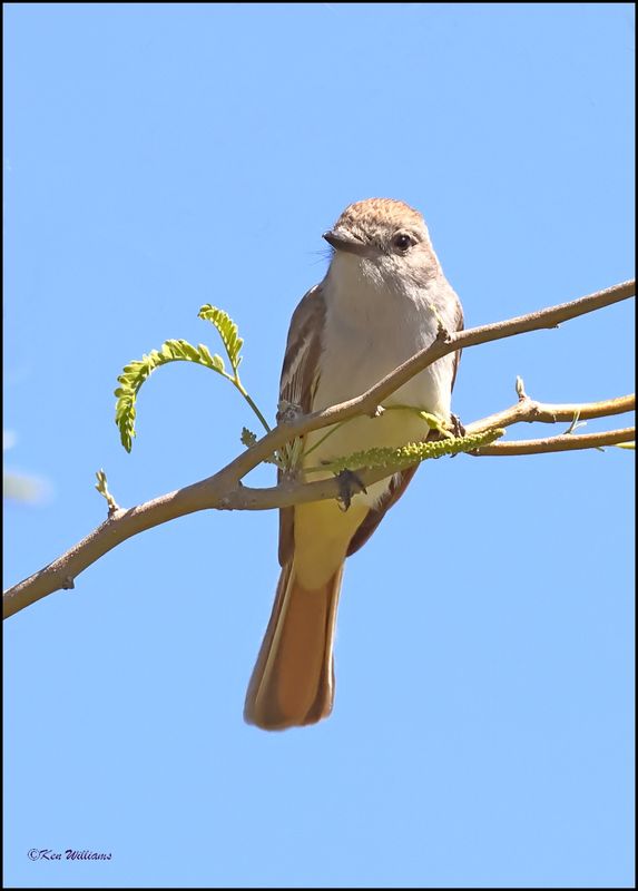 Ash-throated Flycatcher, Organ Pipe Nat Monument, AZ, 4-3-2024_9193z.jpg