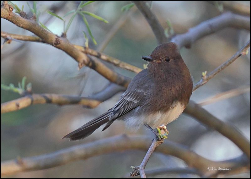 Black Phoebe, Gilbert Water Ranch, AZ, 3-30-2024_6329z.jpg