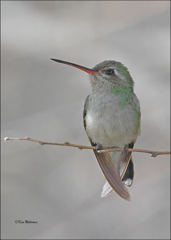 Broad-billed Hummingbird female, Patagonia, AZ, 4-5-2024_1076z.jpg