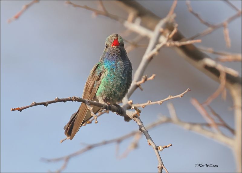 Broad-billed Hummingbird male, Patagonia, AZ, 4-5-2024_1004z.jpg