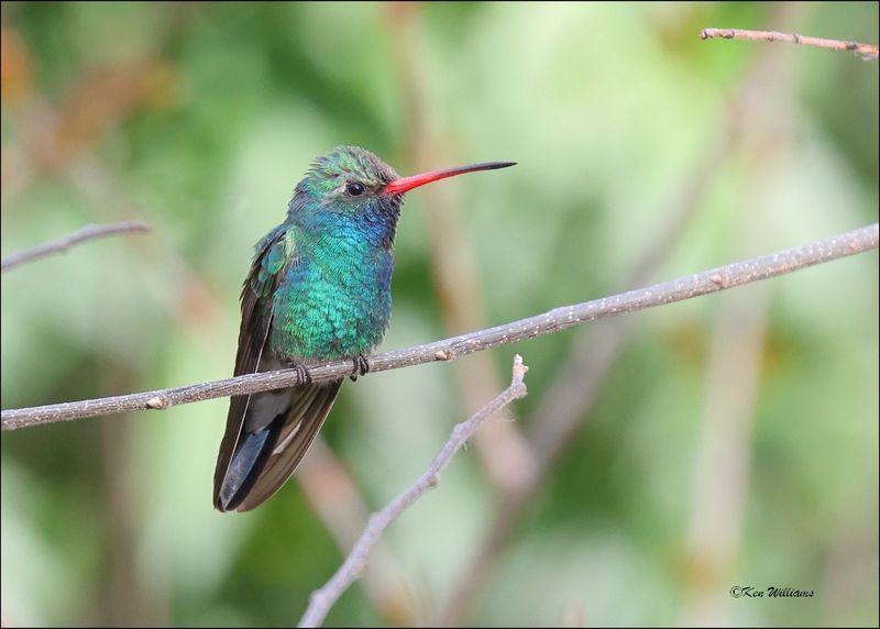 Broad-billed Hummingbird male, Patagonia, AZ, 4-5-2024_1032z.jpg