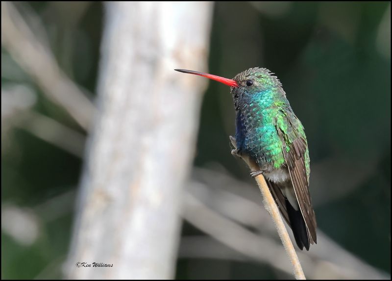 Broad-billed Hummingbird male, Patagonia, AZ, 4-5-2024_1060z.jpg