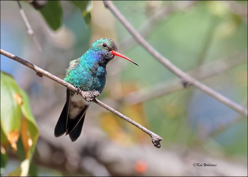 Broad-billed Hummingbird male, Patagonia, AZ, 4-5-2024_1544z.jpg