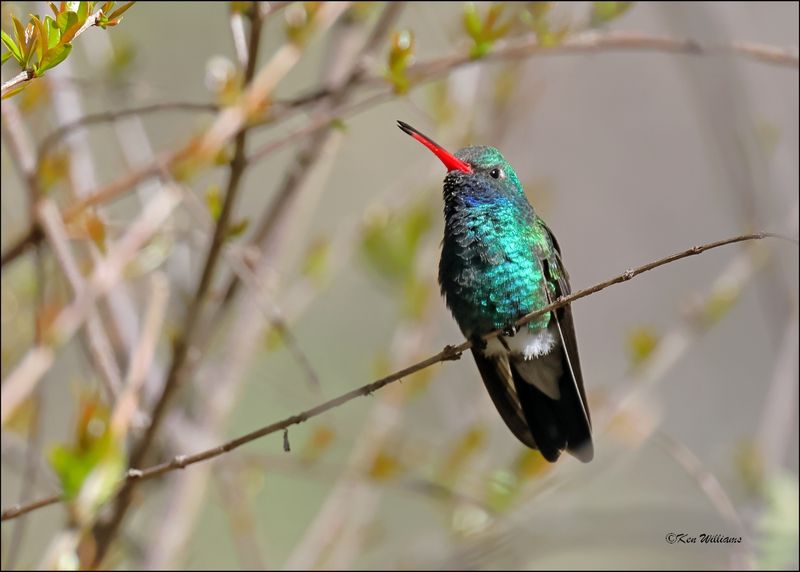Broad-billed Hummingbird male, Patagonia, AZ, 4-5-2024_1561z.jpg