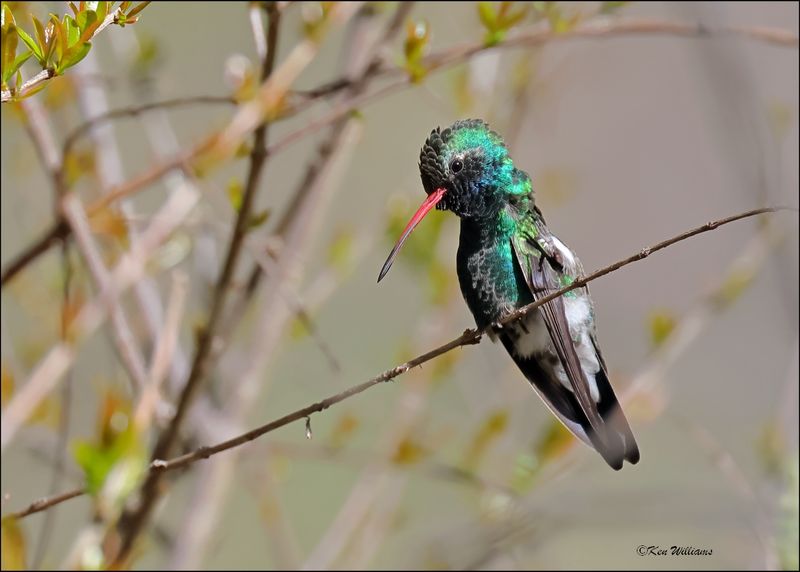 Broad-billed Hummingbird male, Patagonia, AZ, 4-5-2024_1584z.jpg