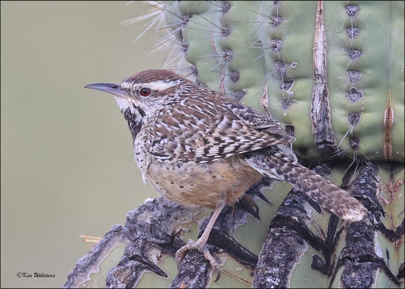 Cactus Wren, Arizona-Sonora Desert Museum, AZ, 4-2-2024_6482z.jpg