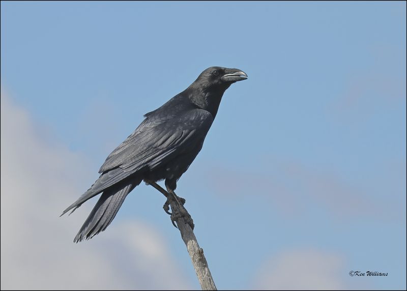 Chihuahuan Raven, Arizona-Sonora Desert Museum, AZ, 4-2-2024_6676z.jpg