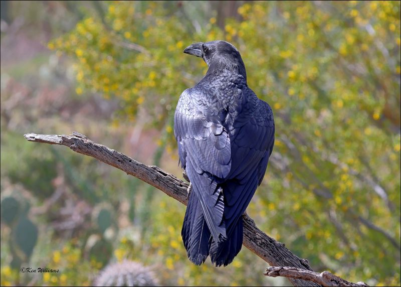 Chihuahuan Raven, Arizona-Sonora Desert Museum, AZ, 4-2-2024_6838z.jpg