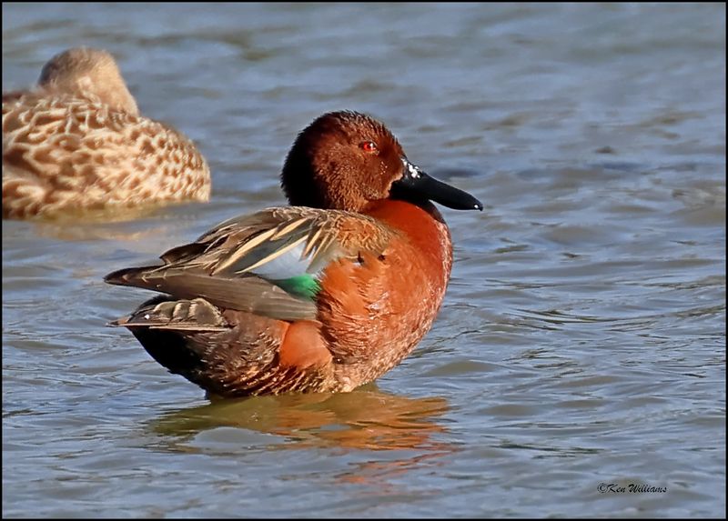 Cinnamon Teal male, Gilbert Water Ranch, AZ, 3-30-2024_6171z.jpg