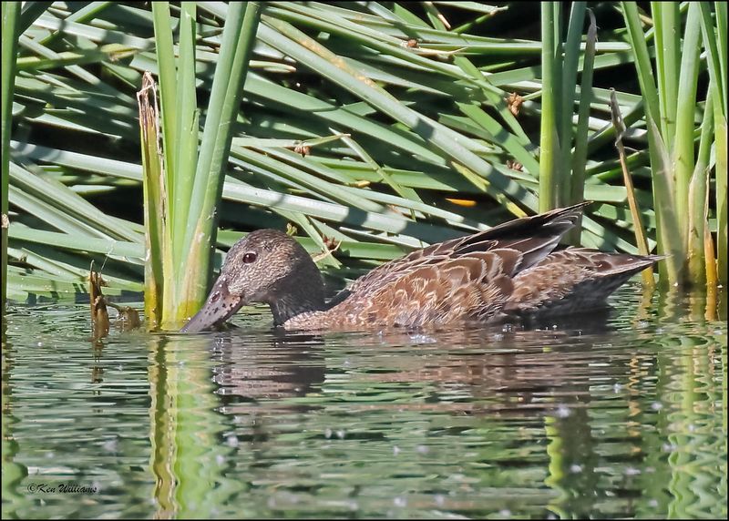 Cinnamon Teal female, Sweetwater Wetlands, Tucson , AZ, 4-2-2024_8616z.jpg