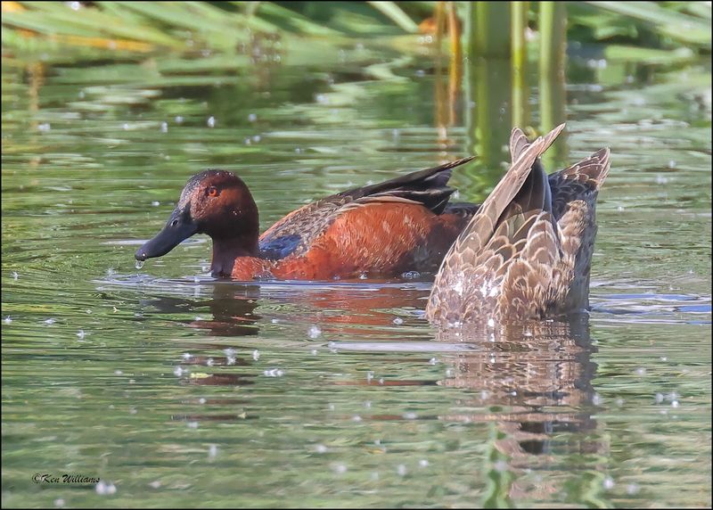 Cinnamon Teal pair, Sweetwater Wetlands, Tucson , AZ, 4-2-2024_8631z.jpg