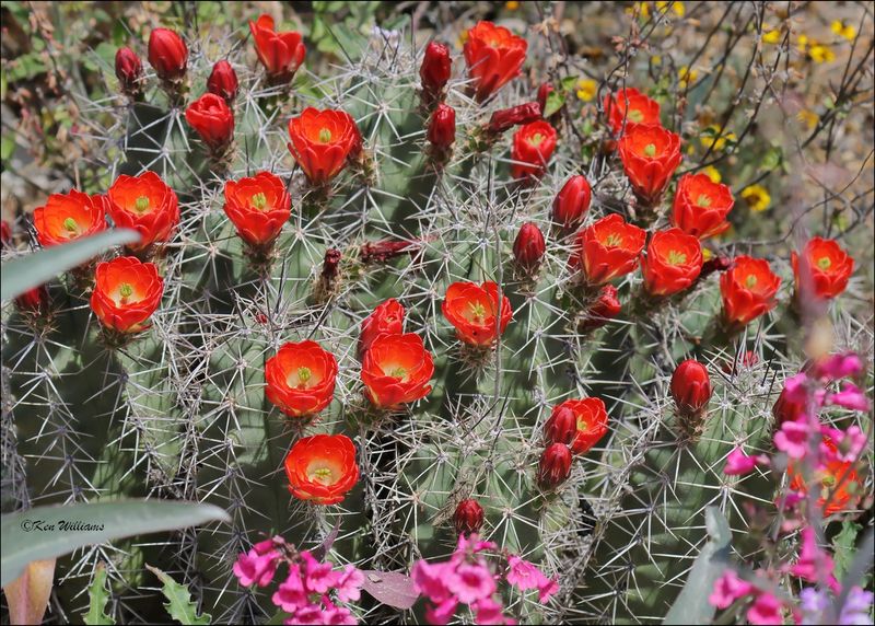 Cloret Cup Cactus, Arizona-Sonora Desert Museum, AZ, 4-2-2024_8326z.jpg