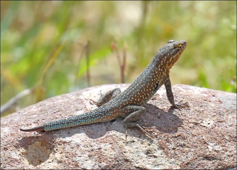 Common Side-blotched Lizard, Boyce Thompson Arboretum, 3-30-2024_4908z.jpg