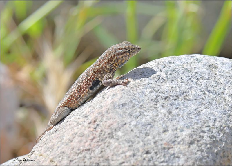 Common Side-blotched Lizard, Boyce Thompson Arboretum, 3-30-2024_4918z.jpg