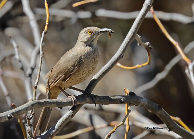 Curve-billed Thrasher, Patagonia, AZ, 4-4-2024_0017z.jpg