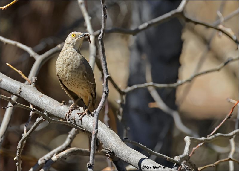 Curve-billed Thrasher, Patagonia, AZ, 4-4-2024_0075z.jpg