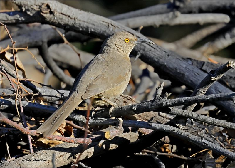 Curve-billed Thrasher, Patagonia, AZ, 4-4-2024_0577z.jpg