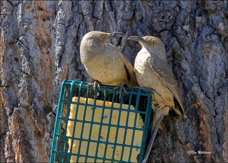 Curve-billed Thrasher, Patagonia, AZ, 4-4-2024_9545z.jpg