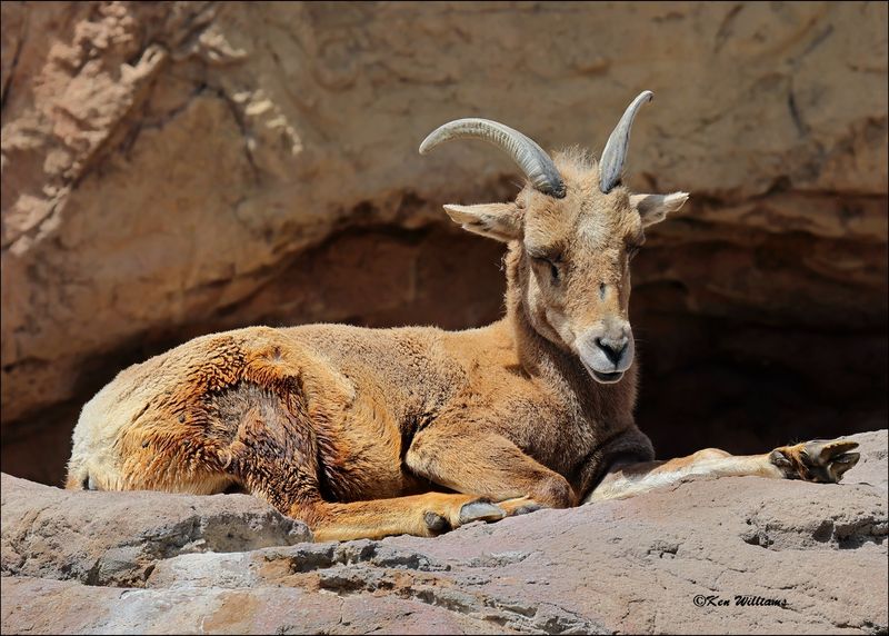 Desert Bighorn young ram, Arizona-Sonora Desert Museum, AZ, 4-2-2024_8205z.jpg
