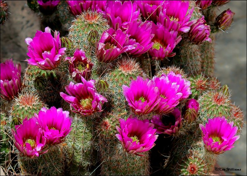 Fonker Hedgehog Cactus, Arizona-Sonora Desert Museum, AZ, 4-2-2024_8310z.jpg