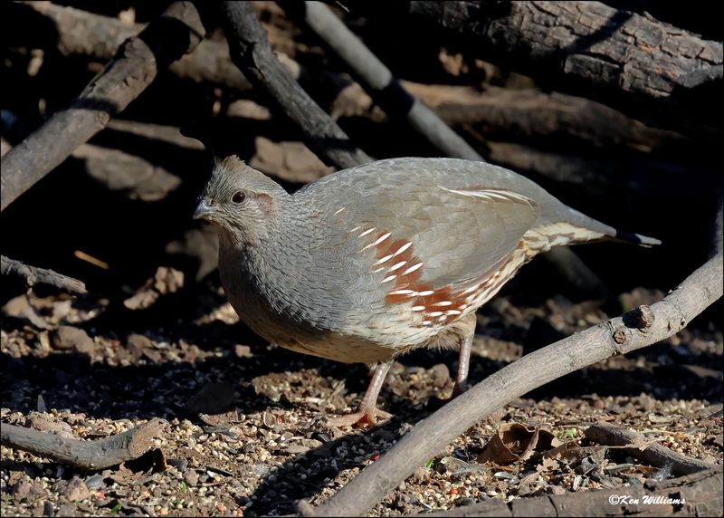 Gambel's Quail female, Patagonia, AZ, 4-4-2024_0536z.jpg