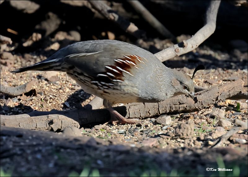 Gambel's Quail female, Patagonia, AZ, 4-4-2024_0550z.jpg