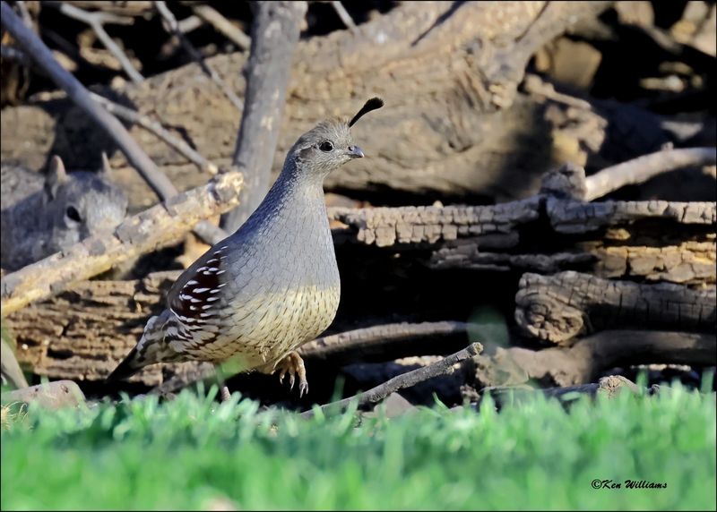 Gambel's Quail female, Patagonia, AZ, 4-4-2024_0683z.jpg