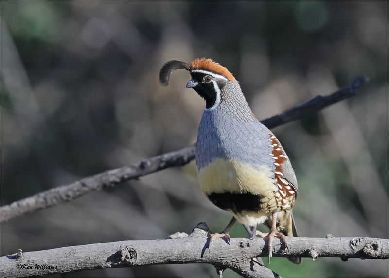 Gambel's Quail male, Patagonia, AZ, 4-4-2024_0617z.jpg