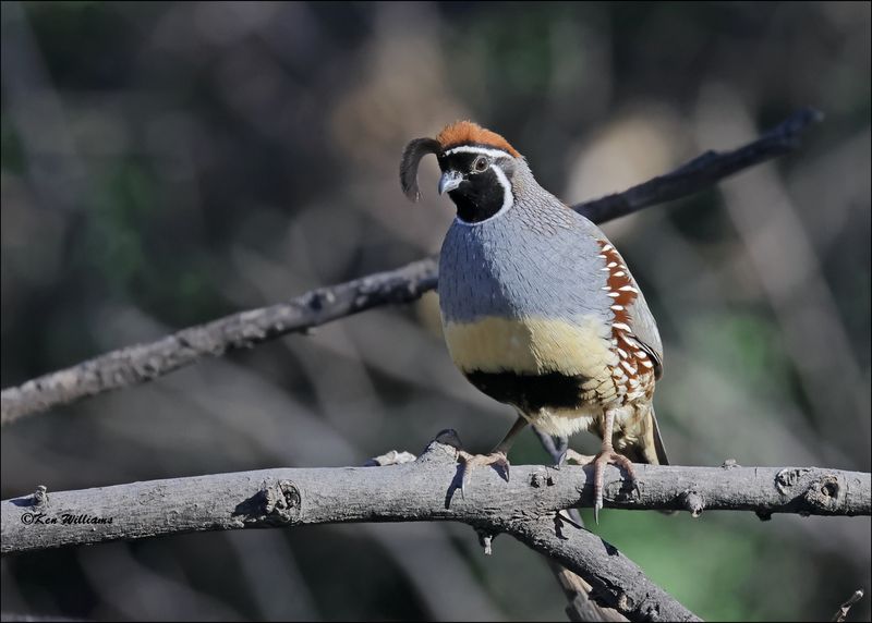 Gambel's Quail male, Patagonia, AZ, 4-4-2024_0634z.jpg