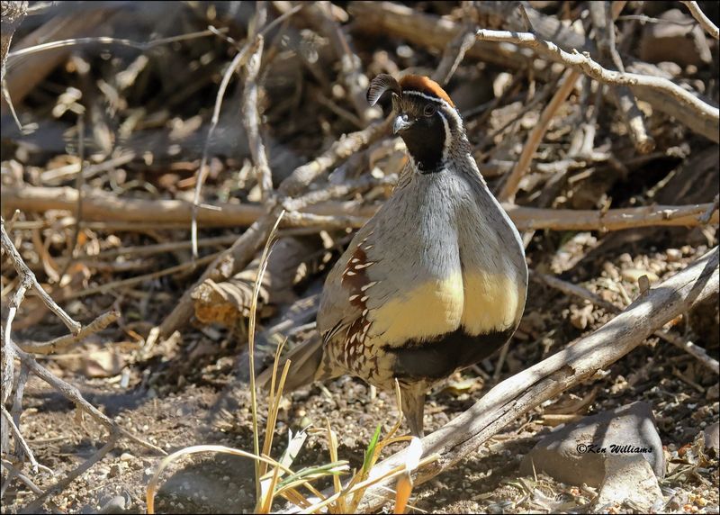 Gambel's Quail male, Patagonia, AZ, 4-4-2024_9589z.jpg