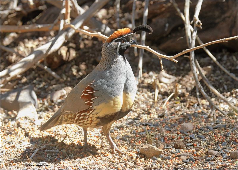Gambel's Quail male, Patagonia, AZ, 4-4-2024_9597z.jpg